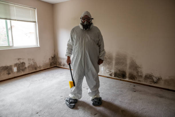 Mold Removal Process in Altamonte Springs, FL