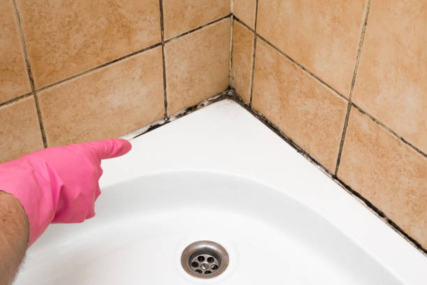Mold Removal and Inspection in Altamonte Springs, FL